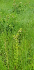 Brachystelma gerrardii