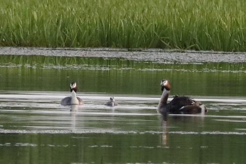 iNaturalist image