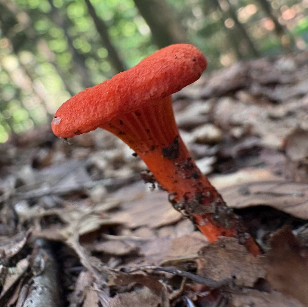 Red Chanterelle · July 2026 · photo: Photo: (c) eml23, some rights reserved (CC BY) · iNaturalist