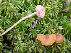 Galerina sphagnorum