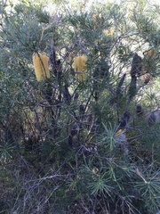 Banksia spinulosa