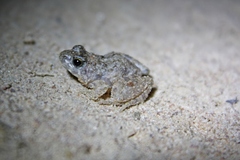 Phrynobatrachus natalensis