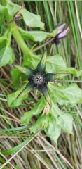 Brachystelma gerrardii