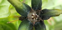 Brachystelma gerrardii