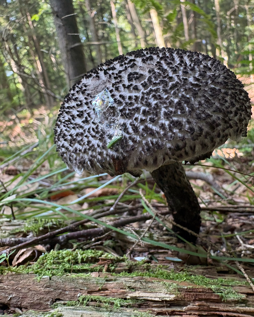 Old-man-of-the-woods · July 2026 · photo: Photo: (c) eml23, some rights reserved (CC BY) · iNaturalist
