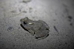 Phrynobatrachus natalensis