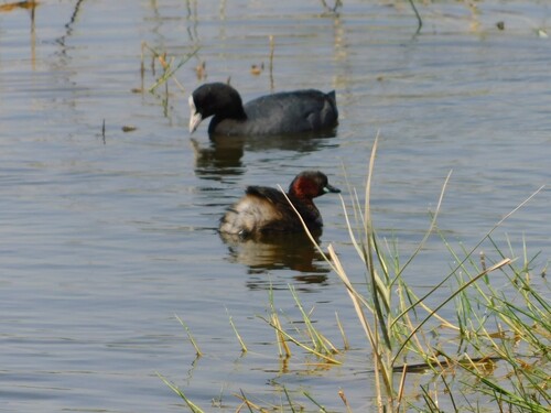 iNaturalist image