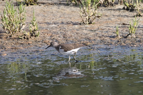 iNaturalist image