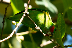 Cyclopsitta diophthalma