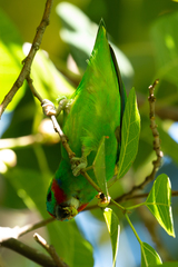 Cyclopsitta diophthalma
