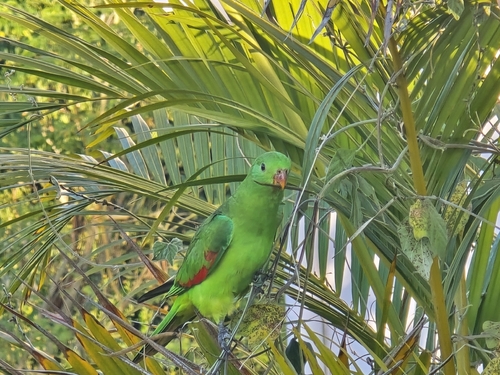 Red-winged Parrot