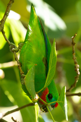 Cyclopsitta diophthalma
