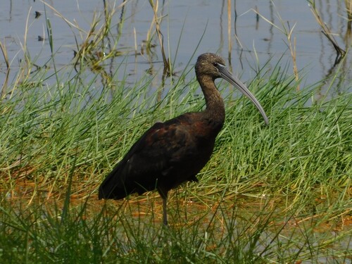 iNaturalist image