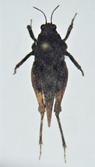 Tetrix ornata