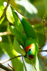 Cyclopsitta diophthalma