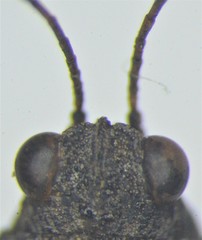 Tetrix ornata
