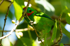 Cyclopsitta diophthalma