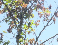 Empidonax difficilis