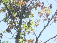 Empidonax difficilis