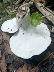 Loweomyces fractipes