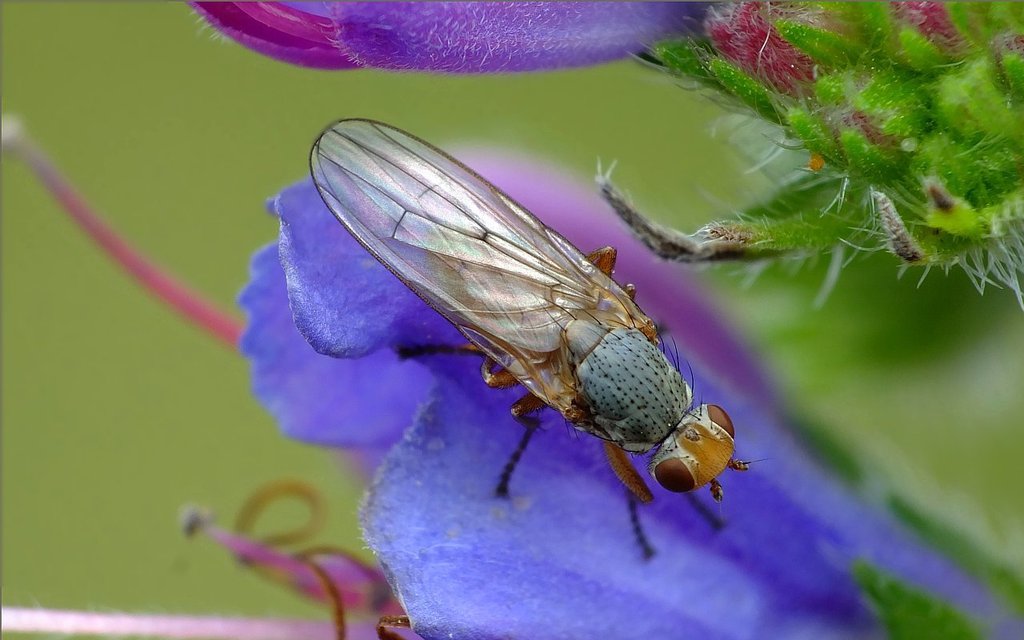 Half-bridge Flies