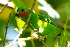 Cyclopsitta diophthalma