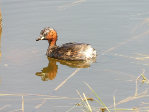 iNaturalist image