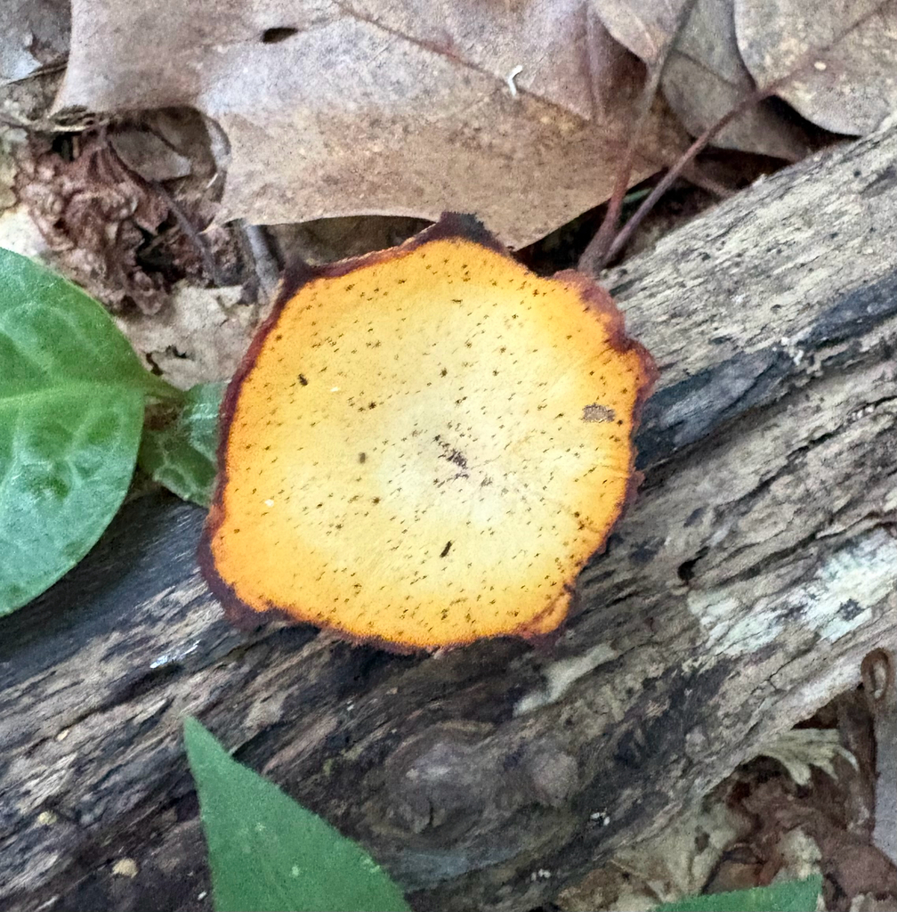 Blackfoot Polypore · July 2026 · photo: Photo: (c) eml23, some rights reserved (CC BY) · iNaturalist