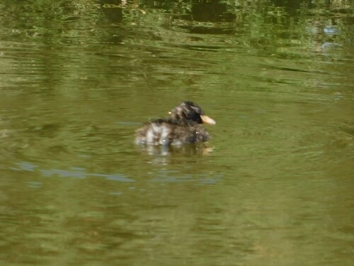 iNaturalist image