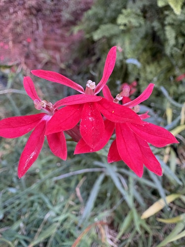 cardinal flower