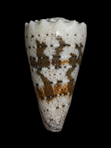 Conus imperialis observed 2026-07-23