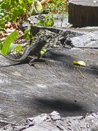 Western Fence Lizard seen in Sonoma Valley