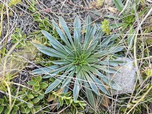 Valeriana rigida, photograph 1