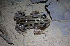 Kassina senegalensis