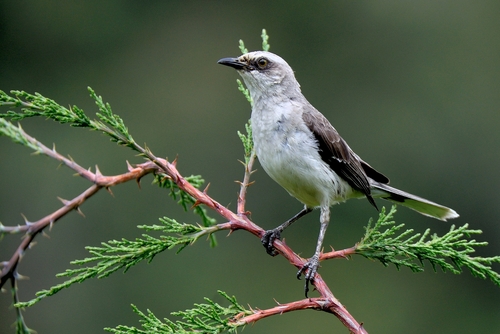 Tropical Mockingbird, photo 2 of 10