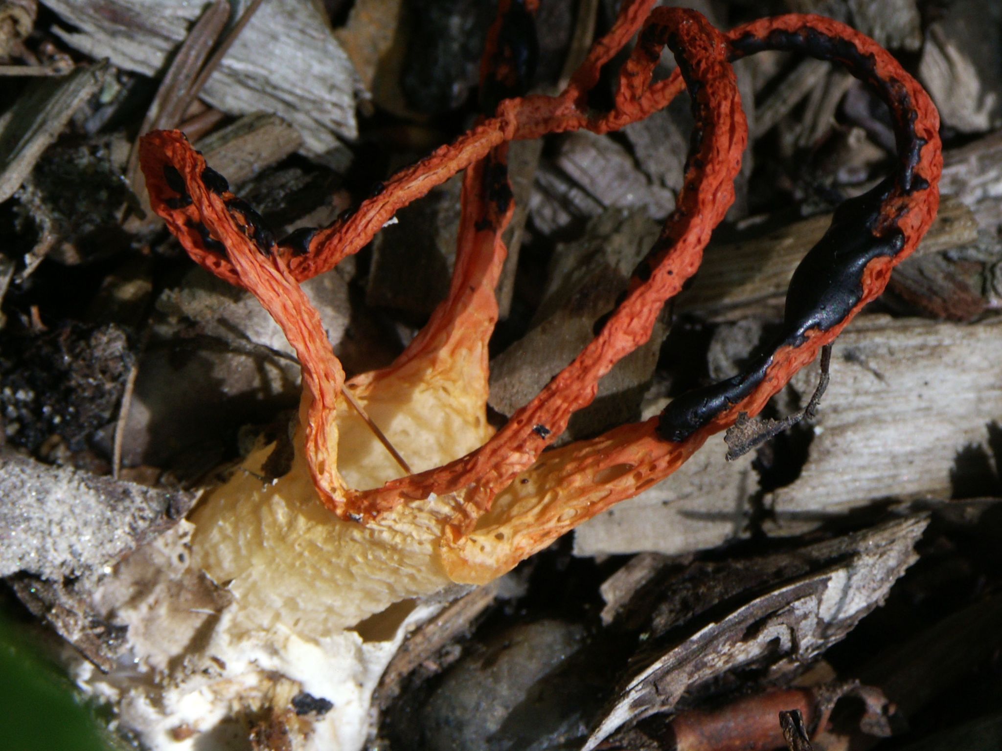 Pseudocolus fusiformis image