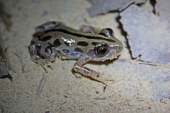 Kassina senegalensis