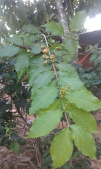 Bunchosia glandulifera