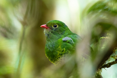 Band-Tailed Fruiteater photo 2