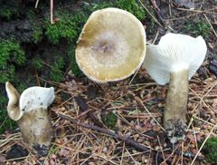 Lactifluus gerardii