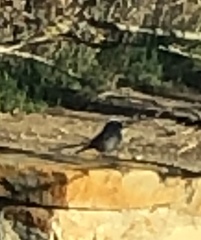 Zonotrichia leucophrys