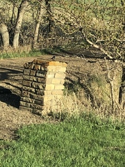 Zonotrichia leucophrys