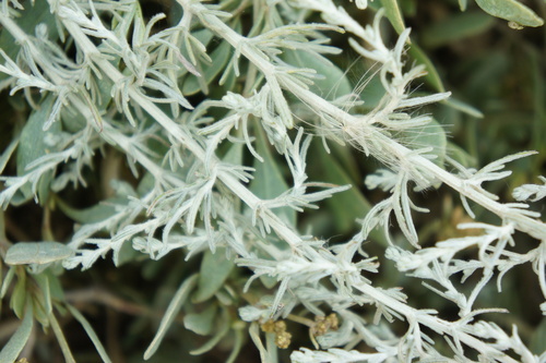 Artemisia maritima, photograph 6