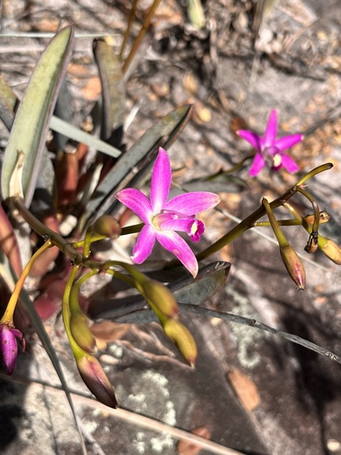 Cattleya rupestris, photograph 1