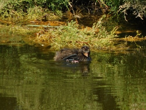 iNaturalist image