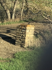 Zonotrichia leucophrys