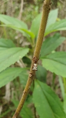 Micrathena nigrichelis