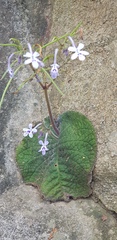 Streptocarpus floribundus