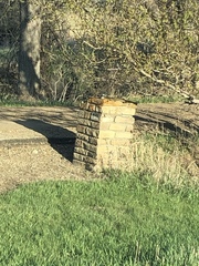 Zonotrichia leucophrys