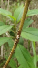 Micrathena nigrichelis